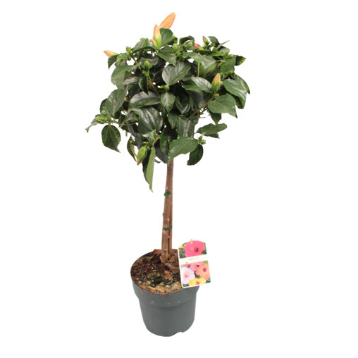 Hibiscus meerkleurig op stam